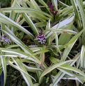 Reineckea carnea 'Variegata'