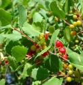 Rhamnus crocea US5207