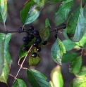 Rhamnus erythroxylon 