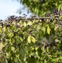 Rhamnus japonica CMBJP1836