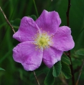 Rosa arkansana US5199