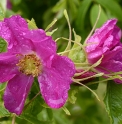 Rosa davurica