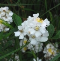 Rosa multiflora CBKR1368 