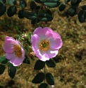 Rosa setipoda CBCH112