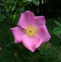 Rosa virginiana