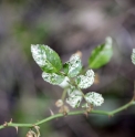 Rosa wichuraiana f.variegata 'Uyeki'