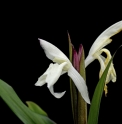 Roscoea beesiana 