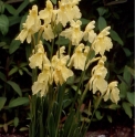 Roscoea cautleoides 