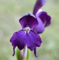 Roscoea humeana 