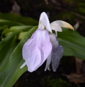 Roscoea purpurea