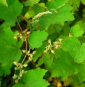 Rubus pinnatisepalus CBCH421