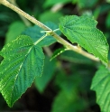 Rubus xanthoneurus CBCH304 