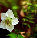 Rubus amabilis DS70
