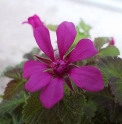 Rubus arcticus 'Chishima'