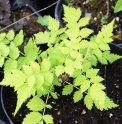 Rubus cockburnianus 'Goldenvale'