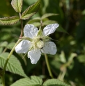 Rubus hirsutus CBJP1004