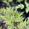 Rubus laciniatus