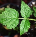 Rubus lasiostylus var.hupehensis