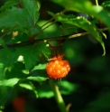 Rubus palmatus var.coptophyllus