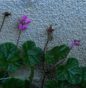 Rubus pectinarioides CBSI891