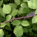 Rubus phoenicolasius CBKR1335 