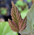 Rubus x Rushbrook 'Red leaf'