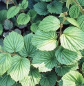 Rubus 'Gongga'