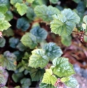 Rubus tricolor 