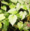 Rubus lambertianus var.glaber CBCH816 