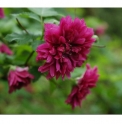 Rubus spectabilis 'Olympic Double'