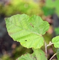 Rubus utchinensis