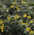 Rudbeckia laciniata 