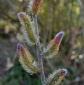 Salix chaenomeloides