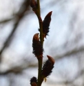 Salix gracilistyla 'Kurome' ('Melanostachys')