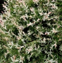 Salix integra 'Hakuro Nishiki' (saule crevette)