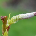 Salix  miyabeana