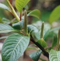 Salix moupinensis