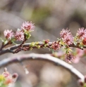 Salix myrsinites var.jacquiniana 