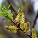 Salix sachalinensis