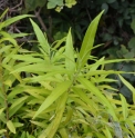 Salix sachalinensis (=udensis) 'Ogon' (='Golden Sunshine')