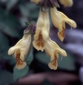 Salvia bulleyana 