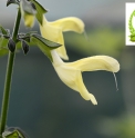 Salvia chanroenica CBKR1242