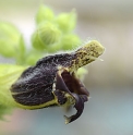 Salvia grandifolia MLB0745 