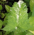 Salvia nipponica 'Yuki damari'