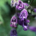 Salvia przewalskii 