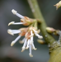 Sarcococca confusa 
