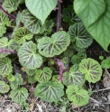 Saxifraga stolonifera 'Kinki Purple'