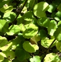 Saxifraga stolonifera 'Shanghaï' CBCH1462 