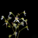 Saxifraga veitchiana