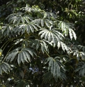 Schefflera taiwaniana 